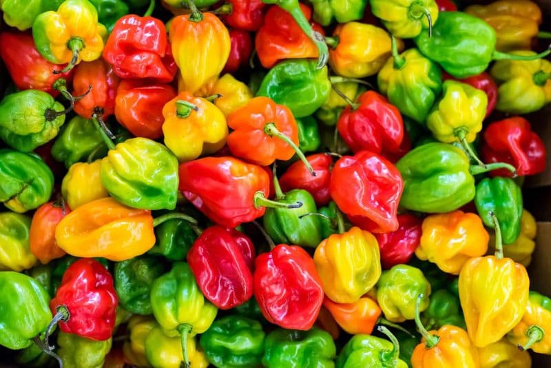 Các dòng ớt Habanero phổ biến hiện nay