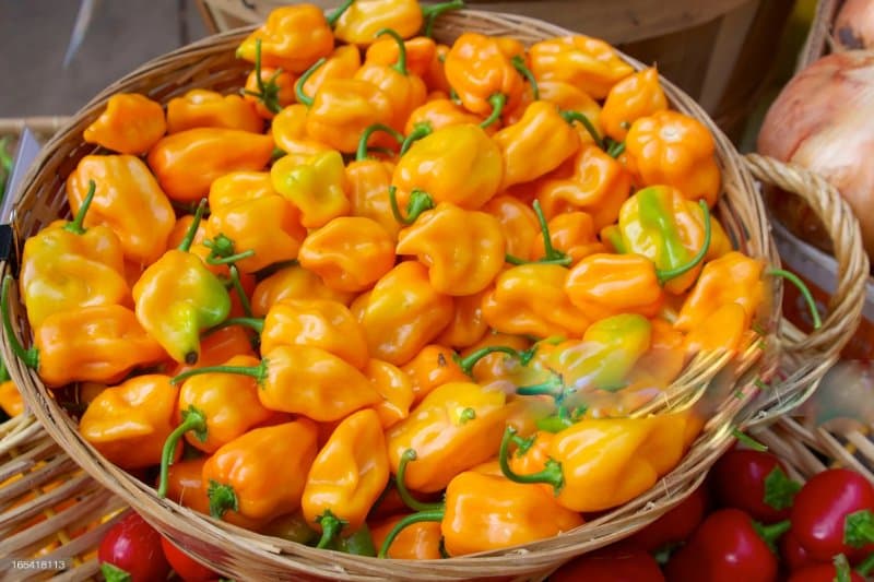 Habanero là gì?